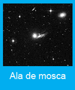 Ala de mosca