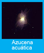 Azucena acuatica