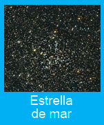 Estrella-de-mar