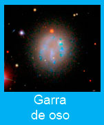 Garra-de-oso