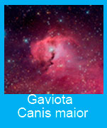 Gaviota-Canis-maior