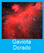 Gaviota-Dorado