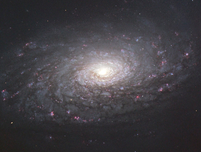 Sunflower Galaxy, M 63 - NGC 5055