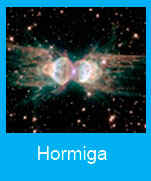 Hormiga