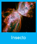 Insecto