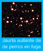 Jauria-Aullante-Perros-Fuga