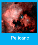 Pelicano