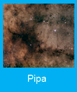 Pipa