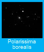 Polarissima-borealis