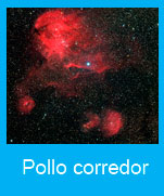 Pollo-corredor