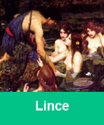 Linceo