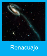 Renacuajo