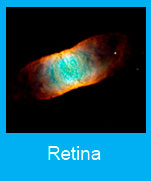 Retina