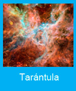 Tarántula