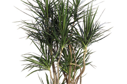 08. dracaena