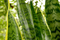 19. sansevieria