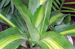 25. dracaena